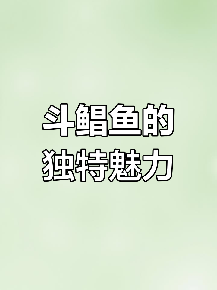 深海野生斗鲳鱼,王者风范,肉多刺少适合老幼食用