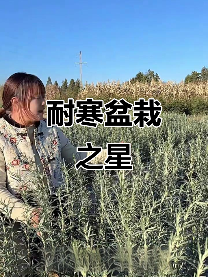 柳叶星河耐寒力强,盆栽表现优秀,零下15度也能生长