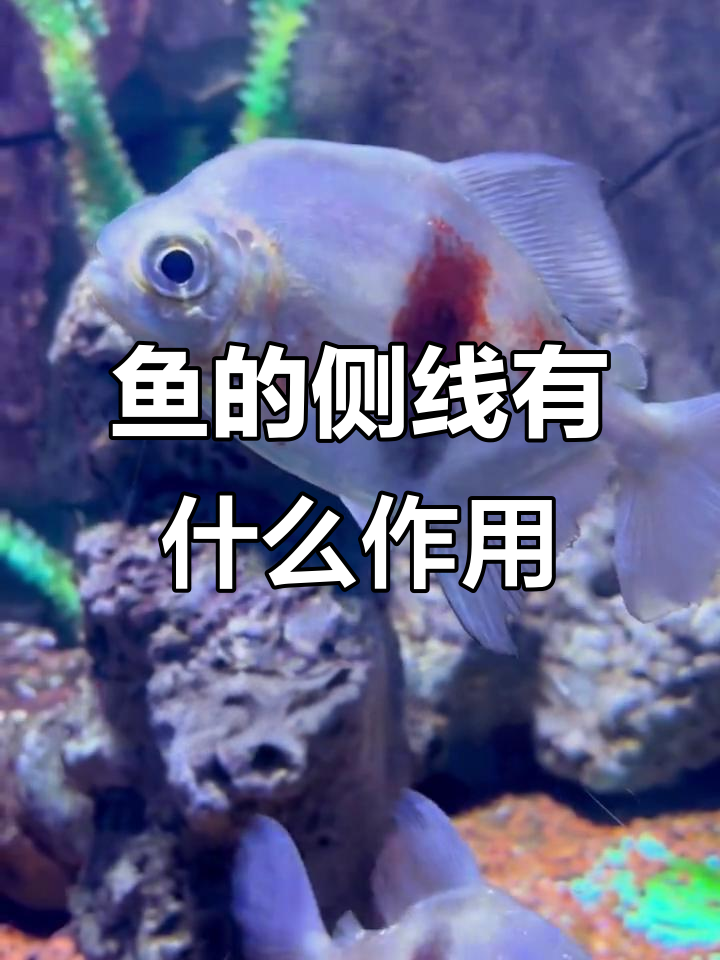 鱼类的侧线系统：感知外界的神奇器官