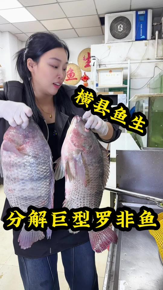 巨型罗非鱼的终极宿命,横县鱼生分解全程,美食制作分享