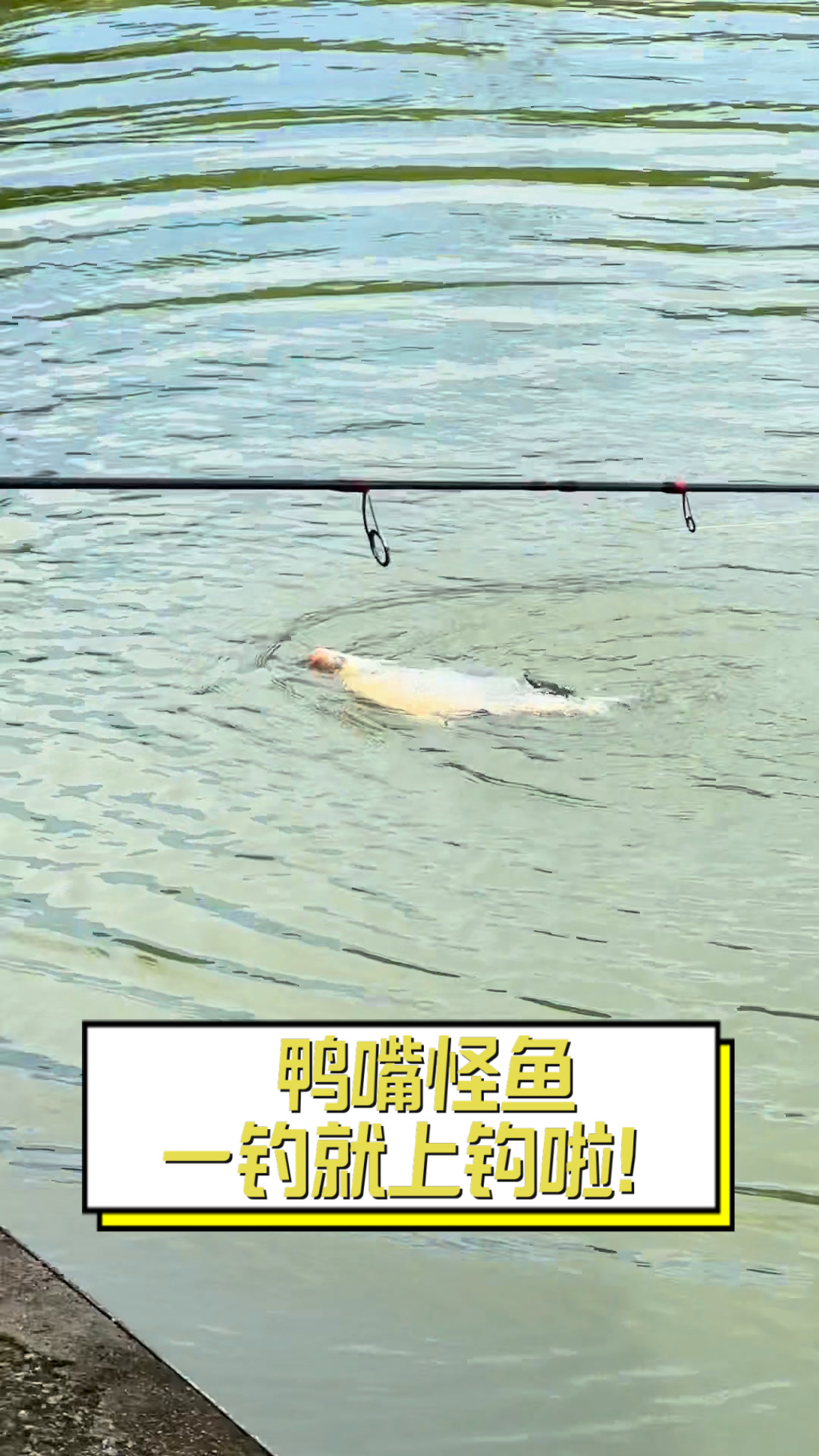 鸭嘴怪鱼,一钓就上钩啦!