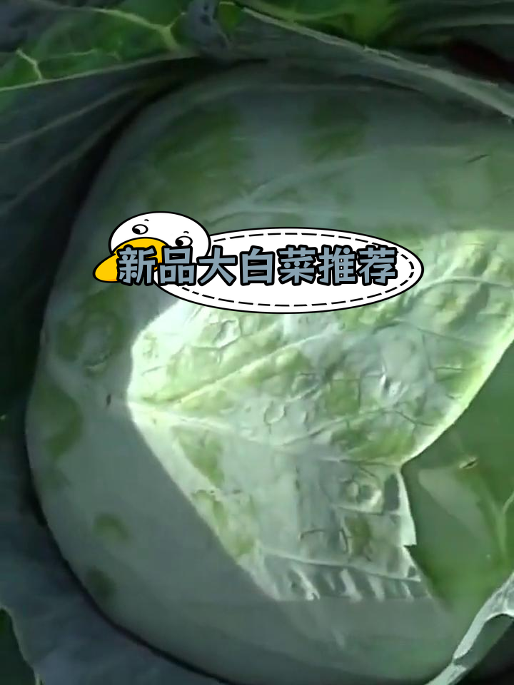 哪些新品种白菜最受欢迎?