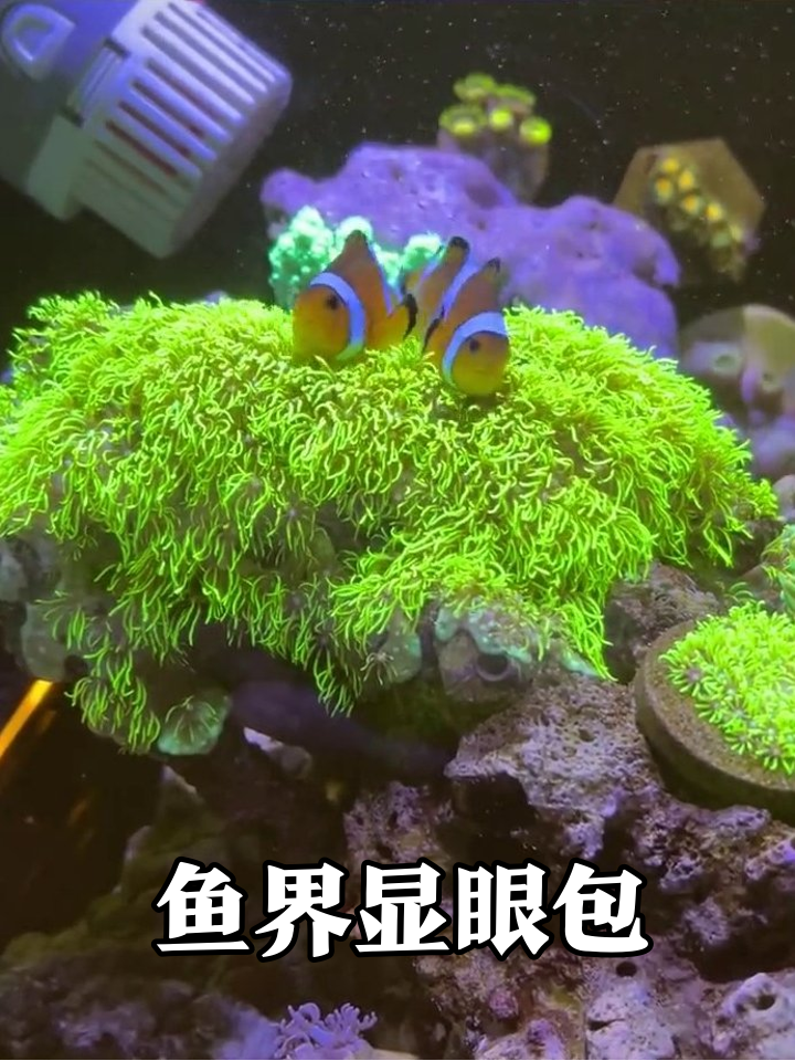 小丑鱼情侣海葵互怼，甩尾顶头像幼儿园吵架