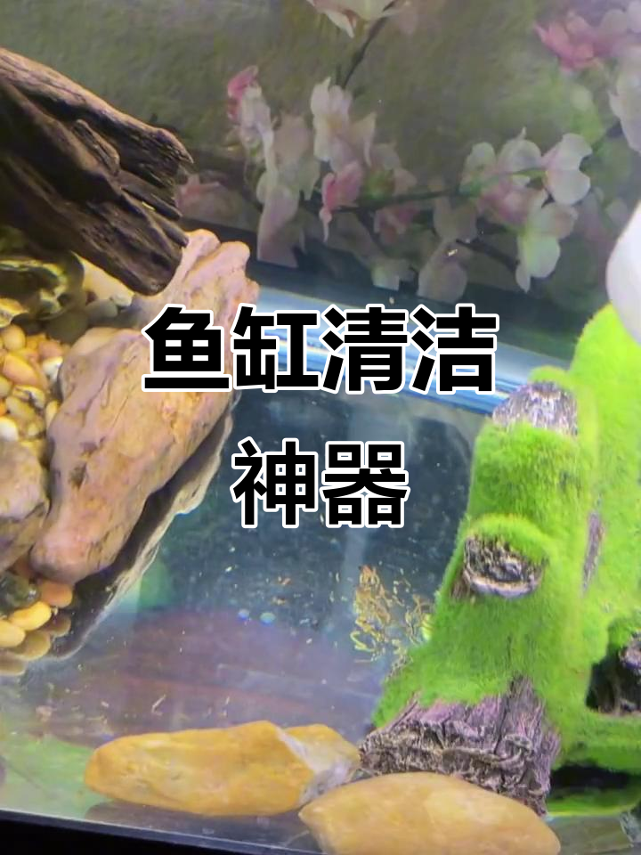 清道夫让鱼缸清洁更省力，四五天轻松搞定！