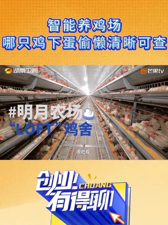 养鸡场卷出天花板:鸡下蛋KPI实时公示!每周日19:30&不见不散!