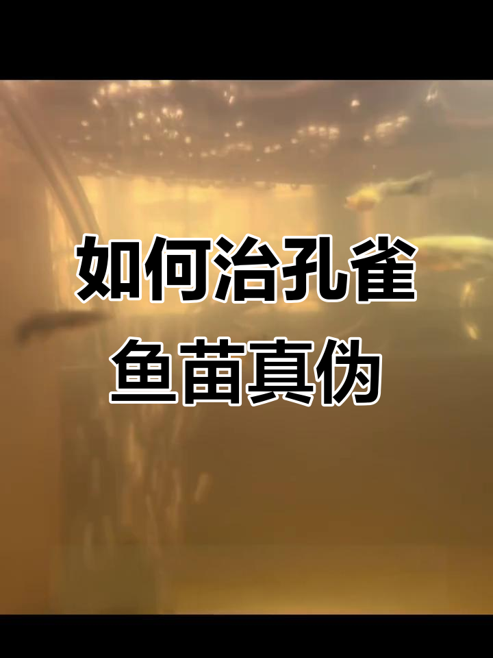 孔雀鱼苗针尾病治疗全攻略,土霉素如何使用?