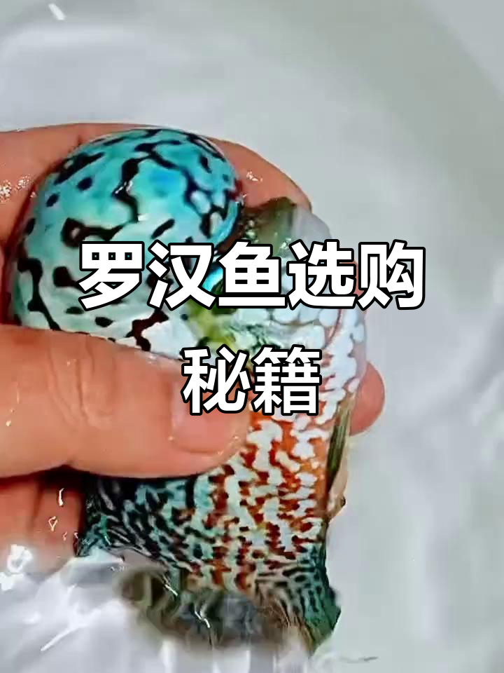 1月学会挑选罗汉鱼,轻松变身养鱼达人!
