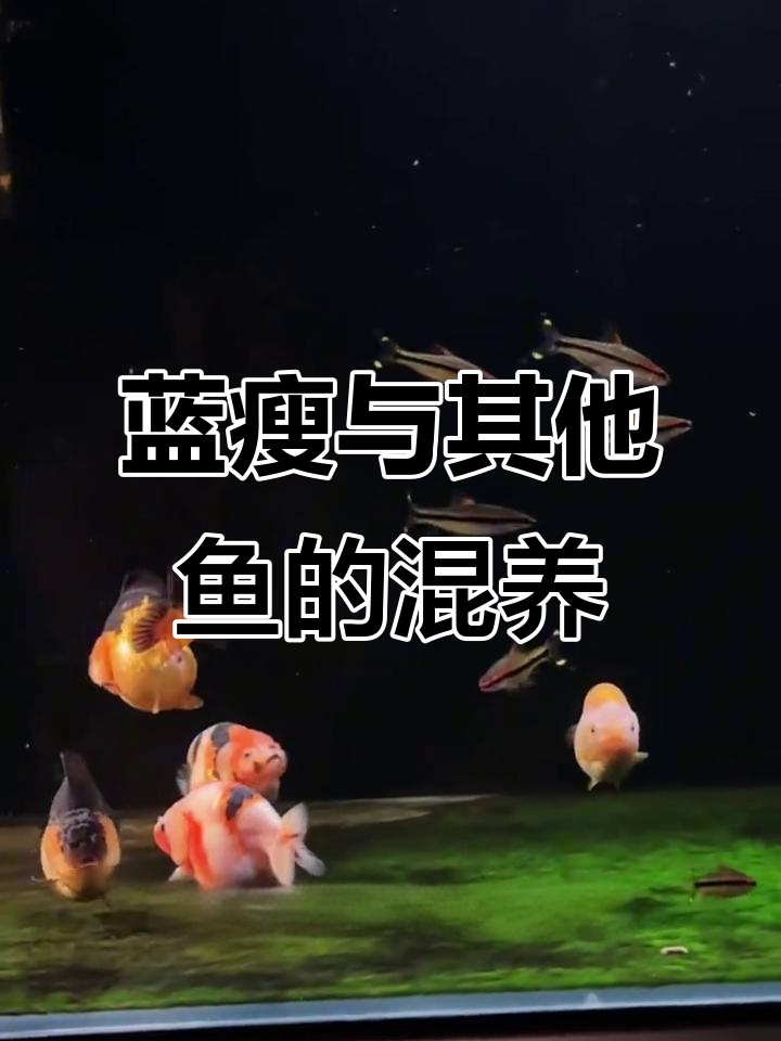 蓝色兰寿与热带鱼混养技巧,埃及也能搭配!