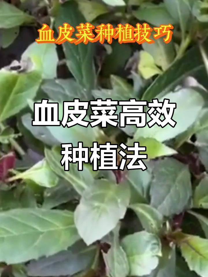 血皮菜种植技巧:从土壤管理到采收全攻略