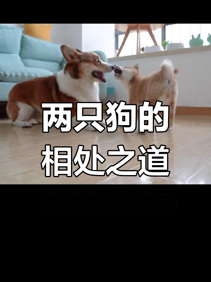 大馒头与小圆圆的“友谊”挑战