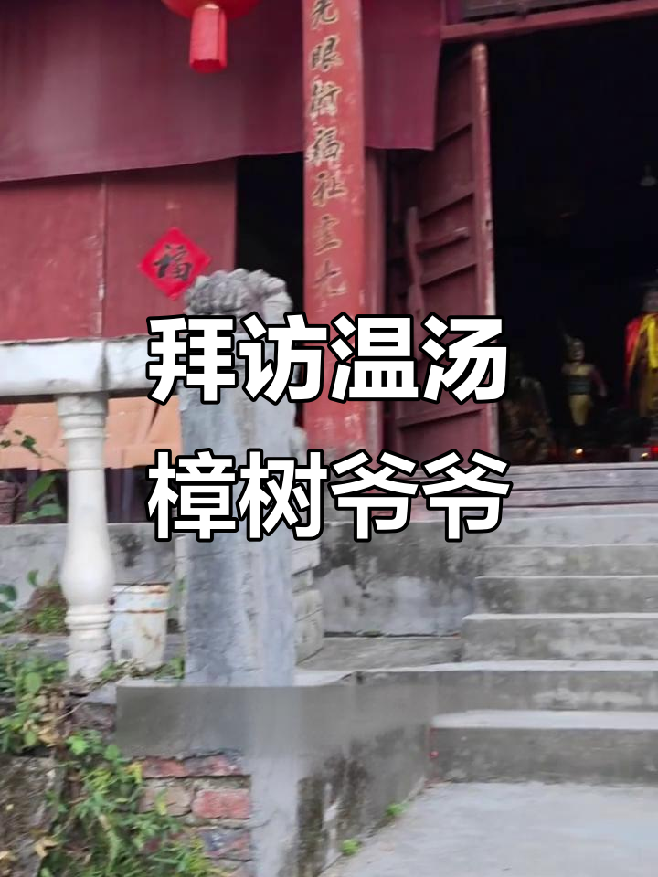 2025年10月13日探访温汤古樟树,赏千年自然之美