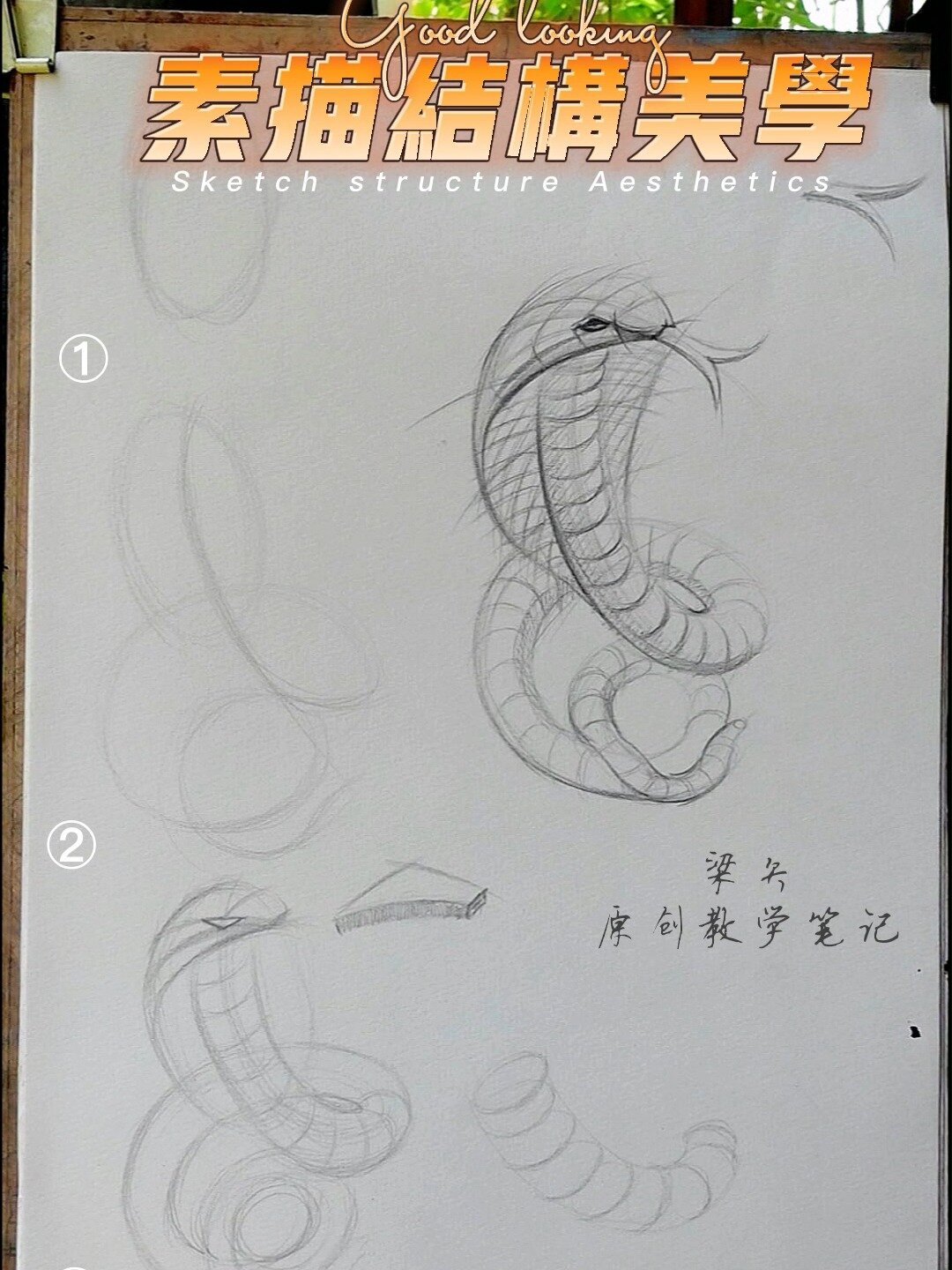 3步学会眼镜蛇的结构素描画法