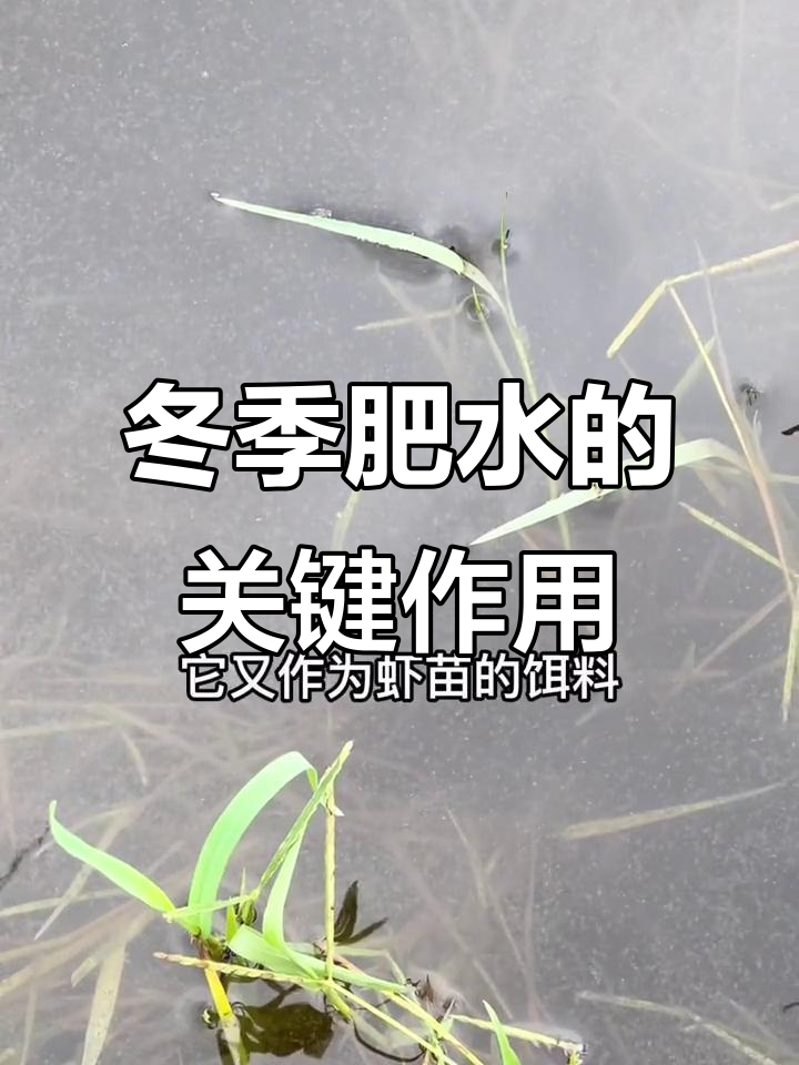 冬季肥水如何助力虾苗快速生长?揭秘浮游生物的角色