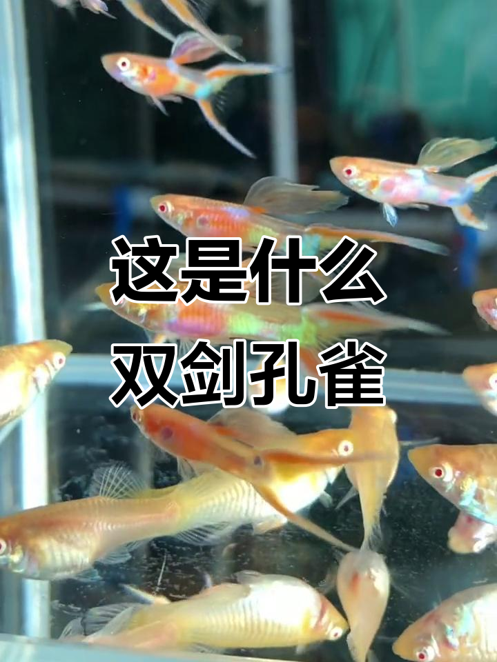 双剑孔雀鱼,你见过吗?