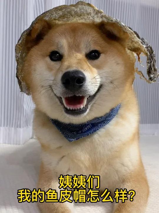 姨姨们,我的鱼皮帽怎么样?好看吗?