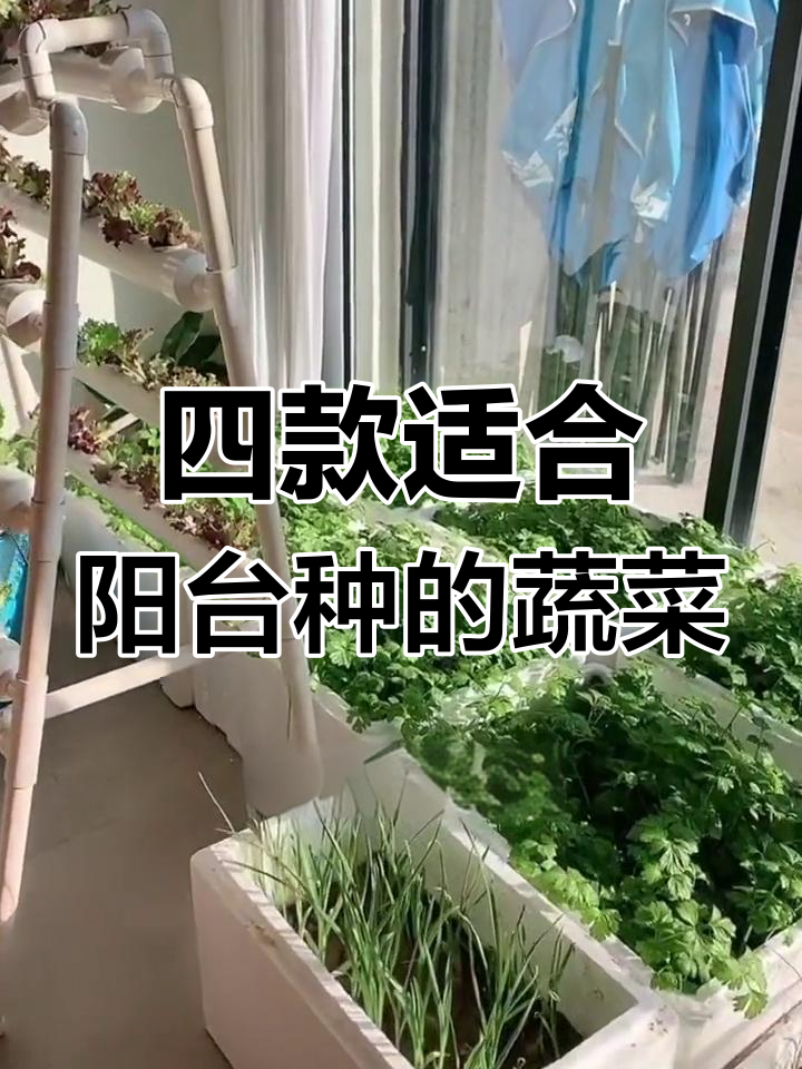 阳台种菜全攻略:四种最适合的蔬菜推荐