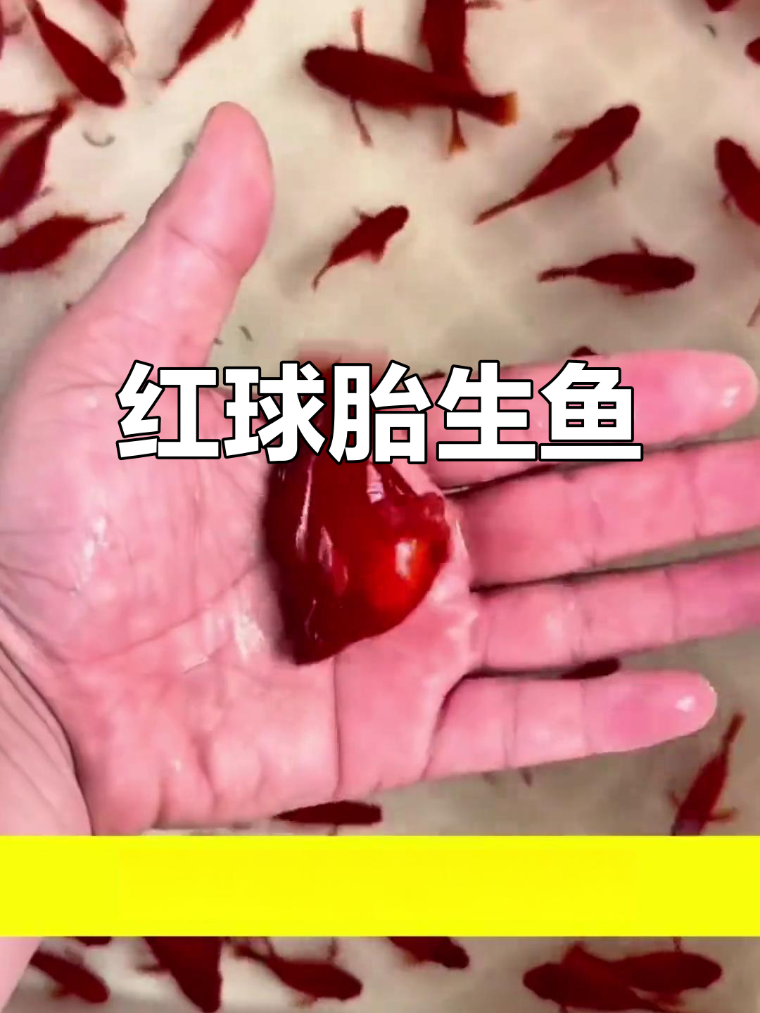 红色胎生鱼,到家即能繁殖,比孔雀更易养!