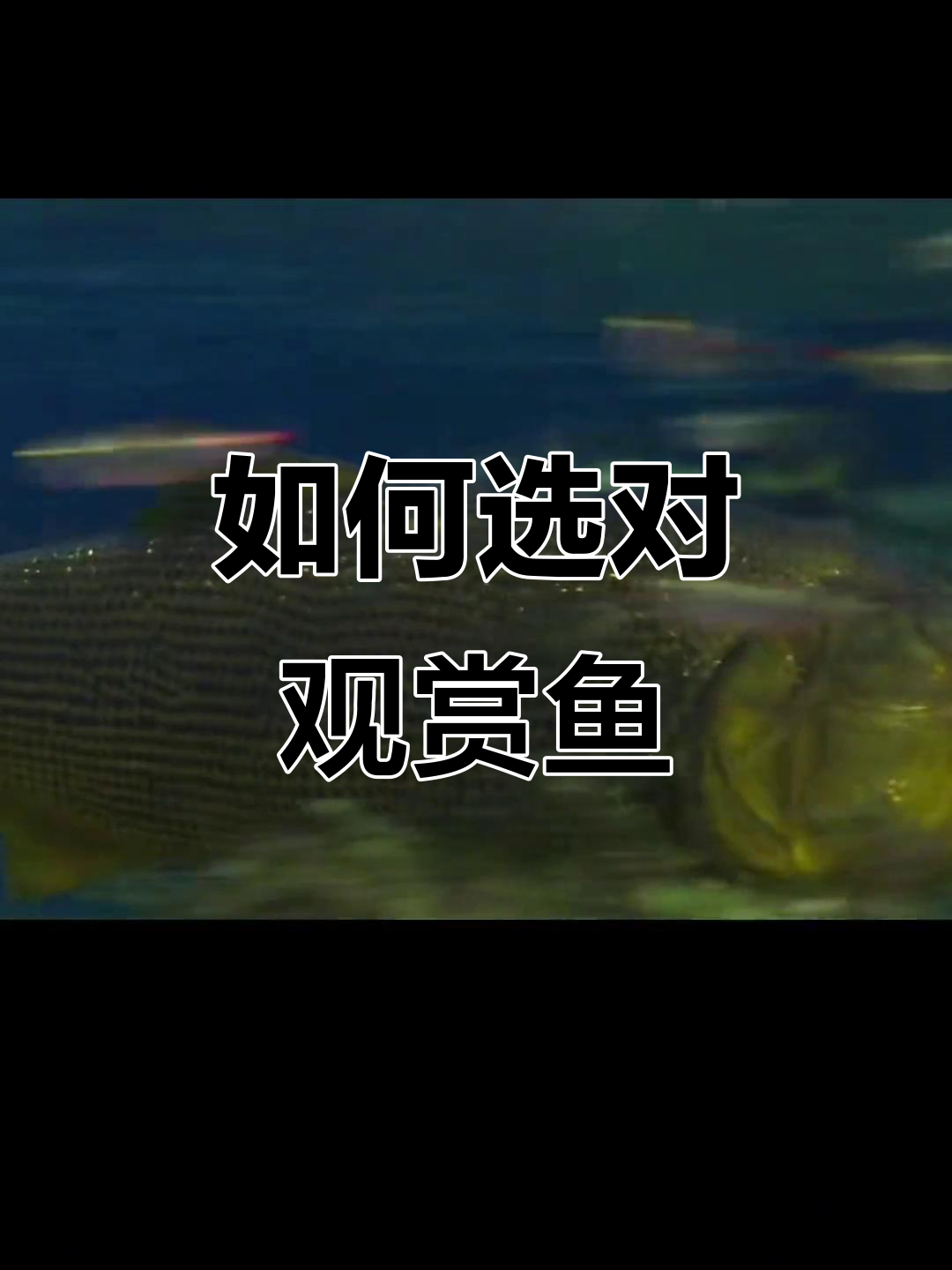 挑选观赏鱼避坑指南,如何分辨人工与野生品种