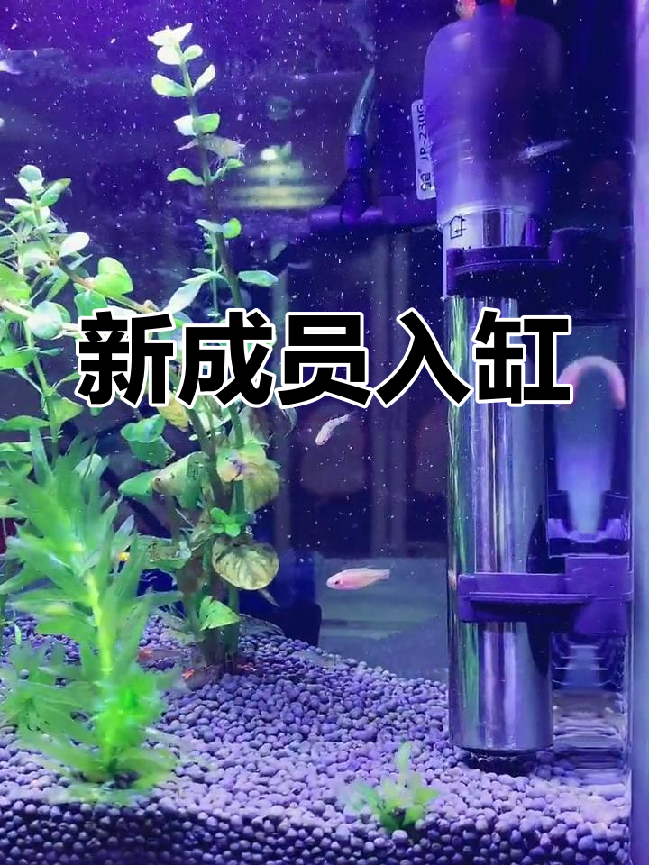 黑壳虾与斑马鱼的新家,小鱼苗还需等待长大才能加入