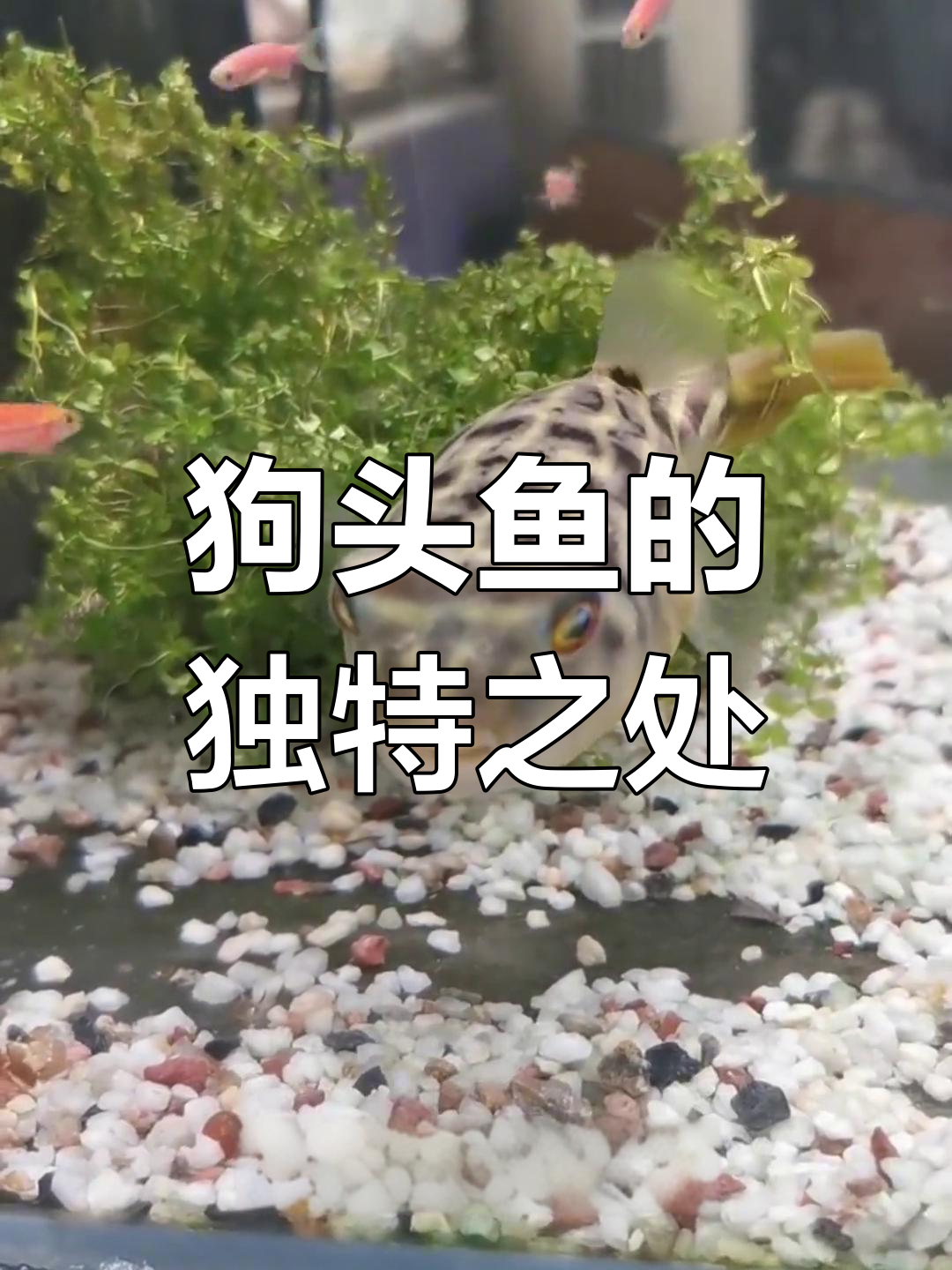 斑马狗头鱼:水中霸主