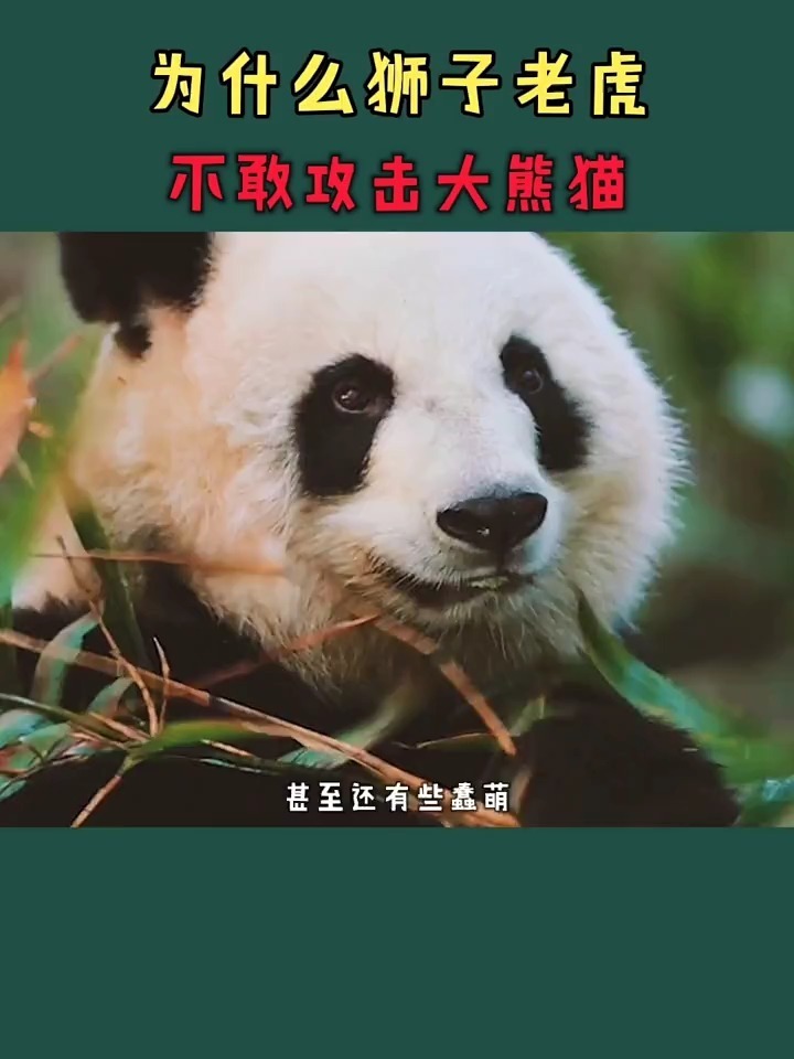 老虎狮子为什么不敢攻击大熊猫?