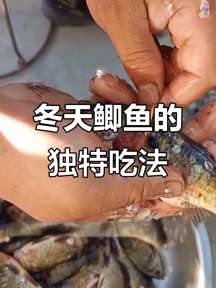 冬季鲫鱼新做法，苦胆去除炖汤更香