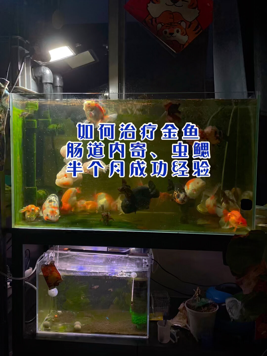 价值二千八金鱼治疗内寄、虫鳃亲身体验记录