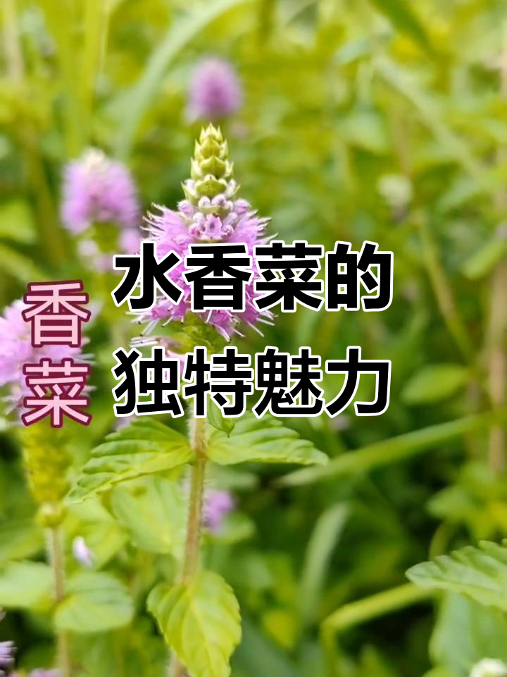 滇西水香菜:一种独特的湘菜风味,生长在树边的美味