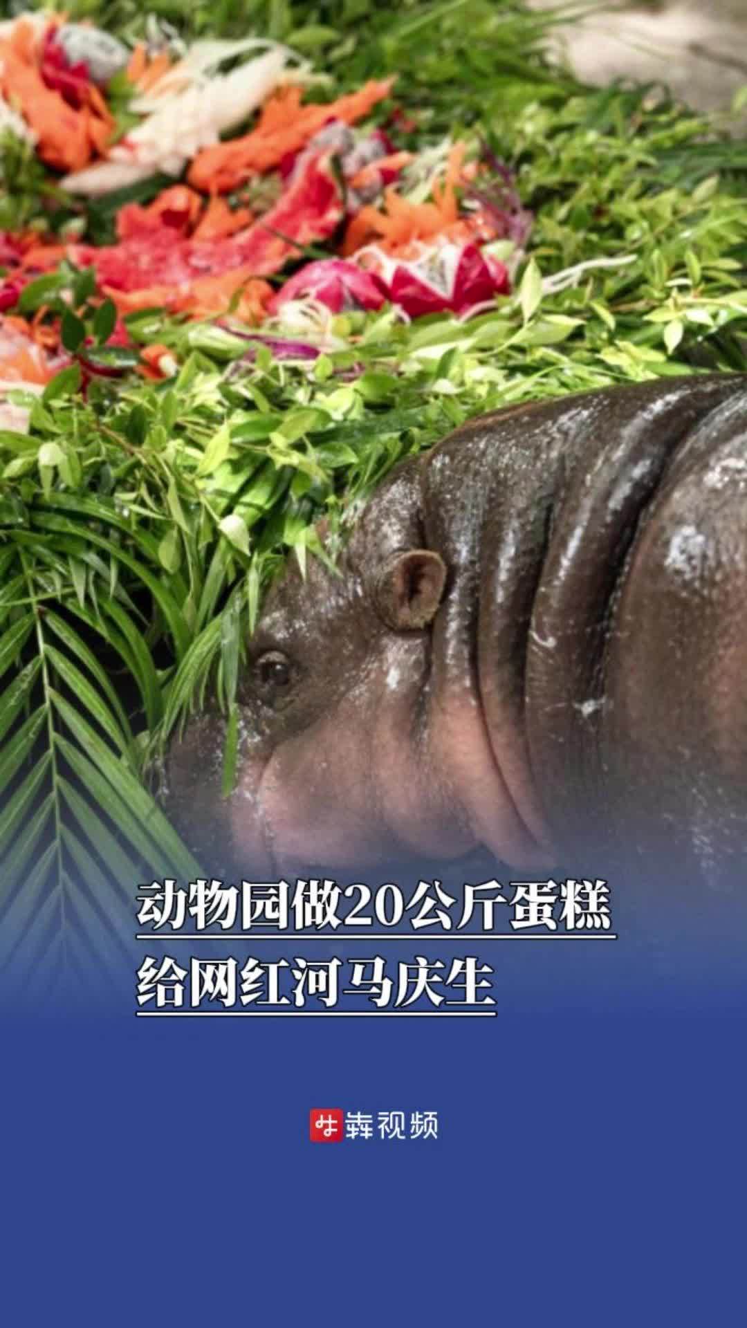 动物园做20公斤蛋糕给网红河马庆生