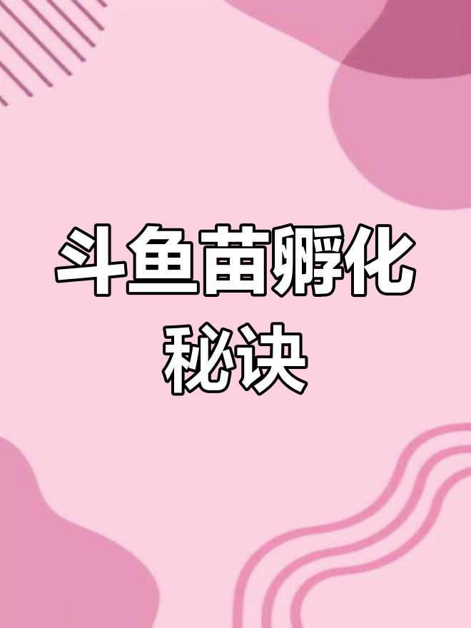 斗鱼苗孵化技巧:浅盘法让丰年虾轻松破壳