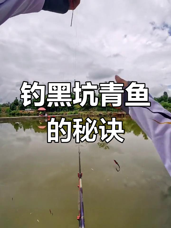 黑坑青鱼钓鱼技巧,新手必看!