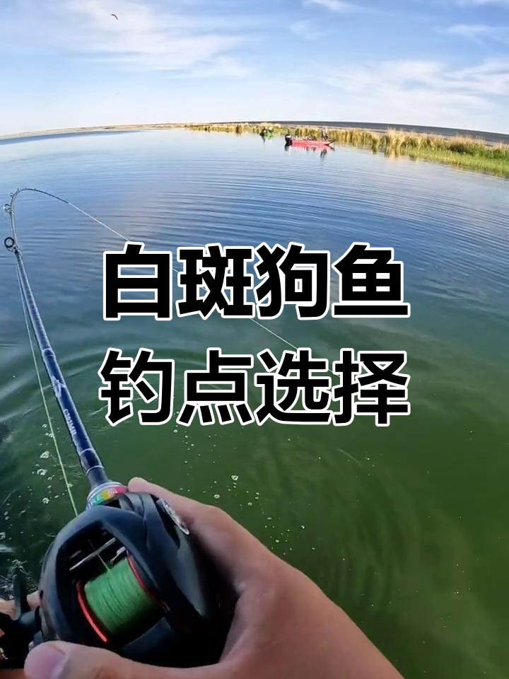 夏季晨滩路亚白斑狗鱼攻略