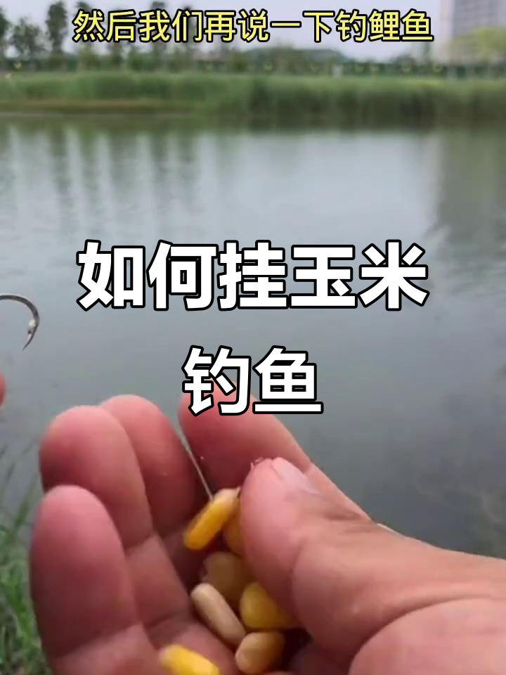 玉米粒挂钩技巧大揭秘,钓河仓、草鱼和鲤鱼的正确方法