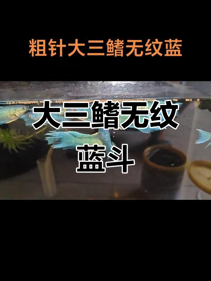 无纹蓝斗鱼:大三鳍国斗的魅力展示