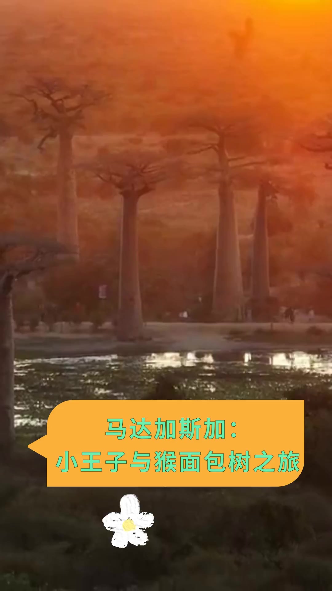 马达加斯加:小王子与猴面包树之旅