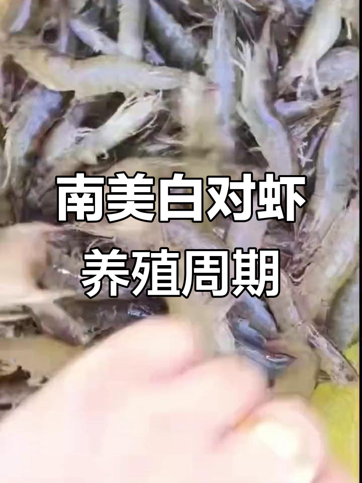 北方大虾养殖揭秘：15头南美白对虾需要多久才能养成？