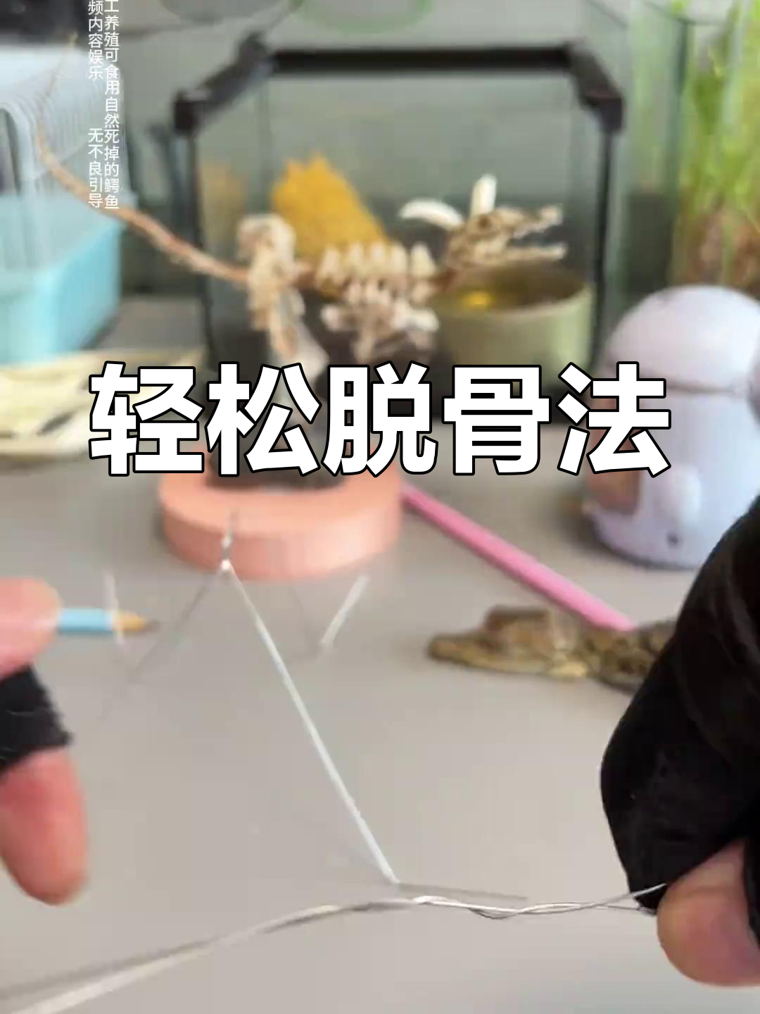 鳄鱼骨骼标本制作技巧大揭秘