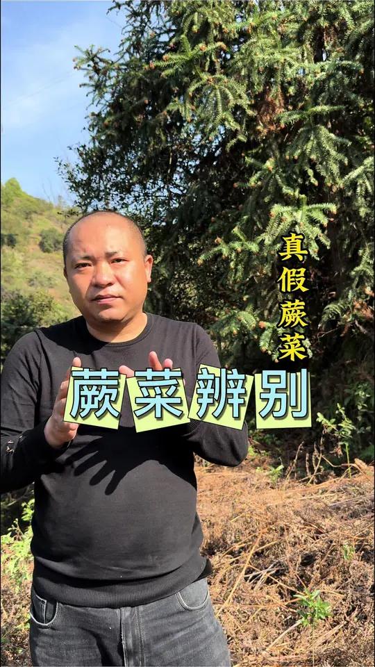 你确定认识山上的蕨菜吗 乡村味道农村原创视频农村生活春天的美食来自田野农村美食如何辨别蕨菜
