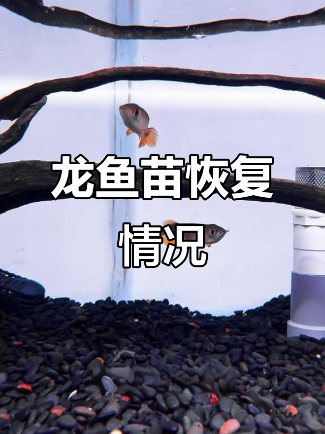 龙鱼苗培育第二天,恢复速度不如昨天