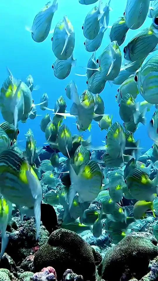 鱼儿自由自在的海中游