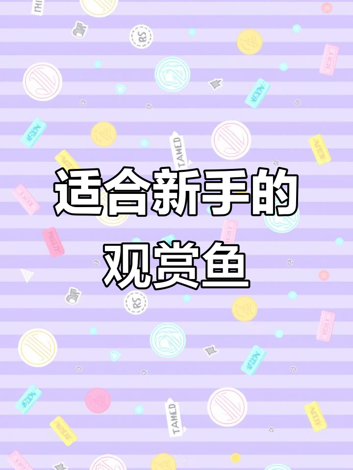 新手养鱼必看！天使鱼与蝶翼斑马推荐