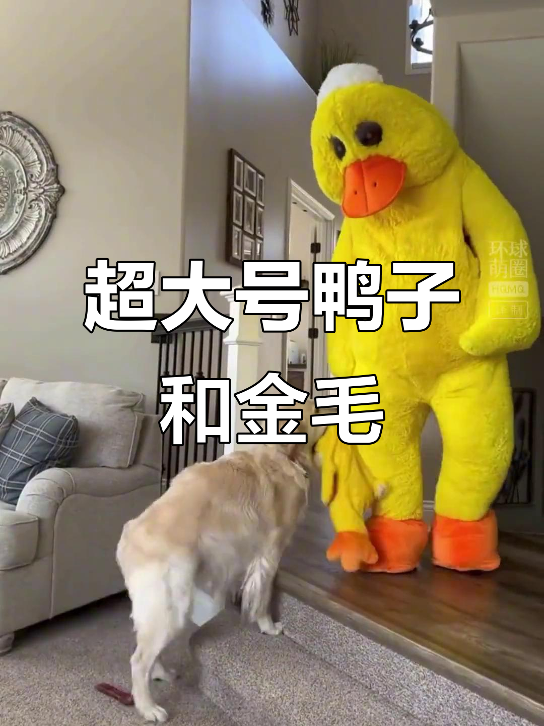 金毛遇到超大号鸭子,兴奋不已!