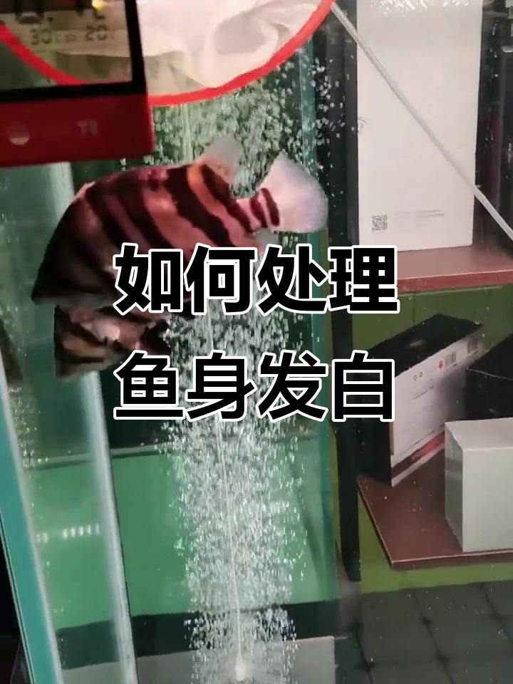 鱼身上发白怎么办?可能是寄生虫在作怪