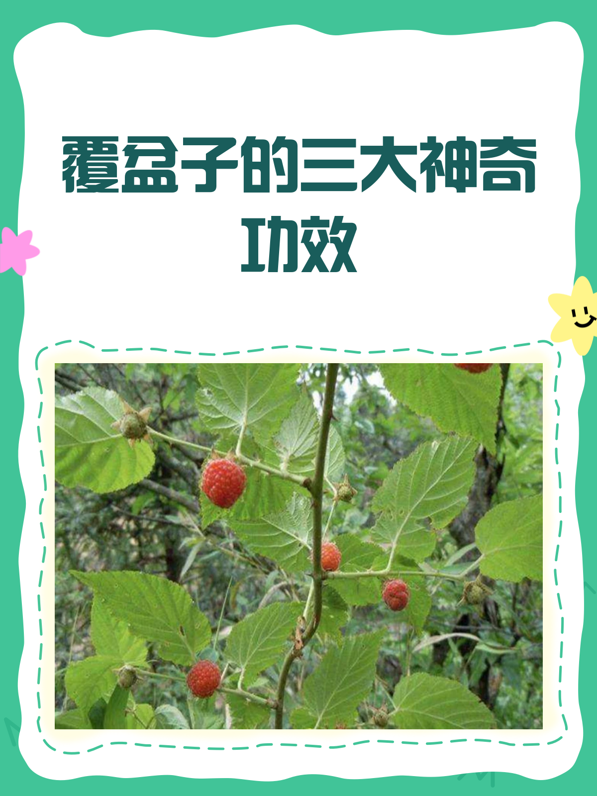 覆盆子:小小果实,大大功效!