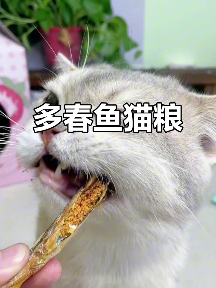 满籽多春鱼,补充营养又亮毛,猫咪吃得健康快乐