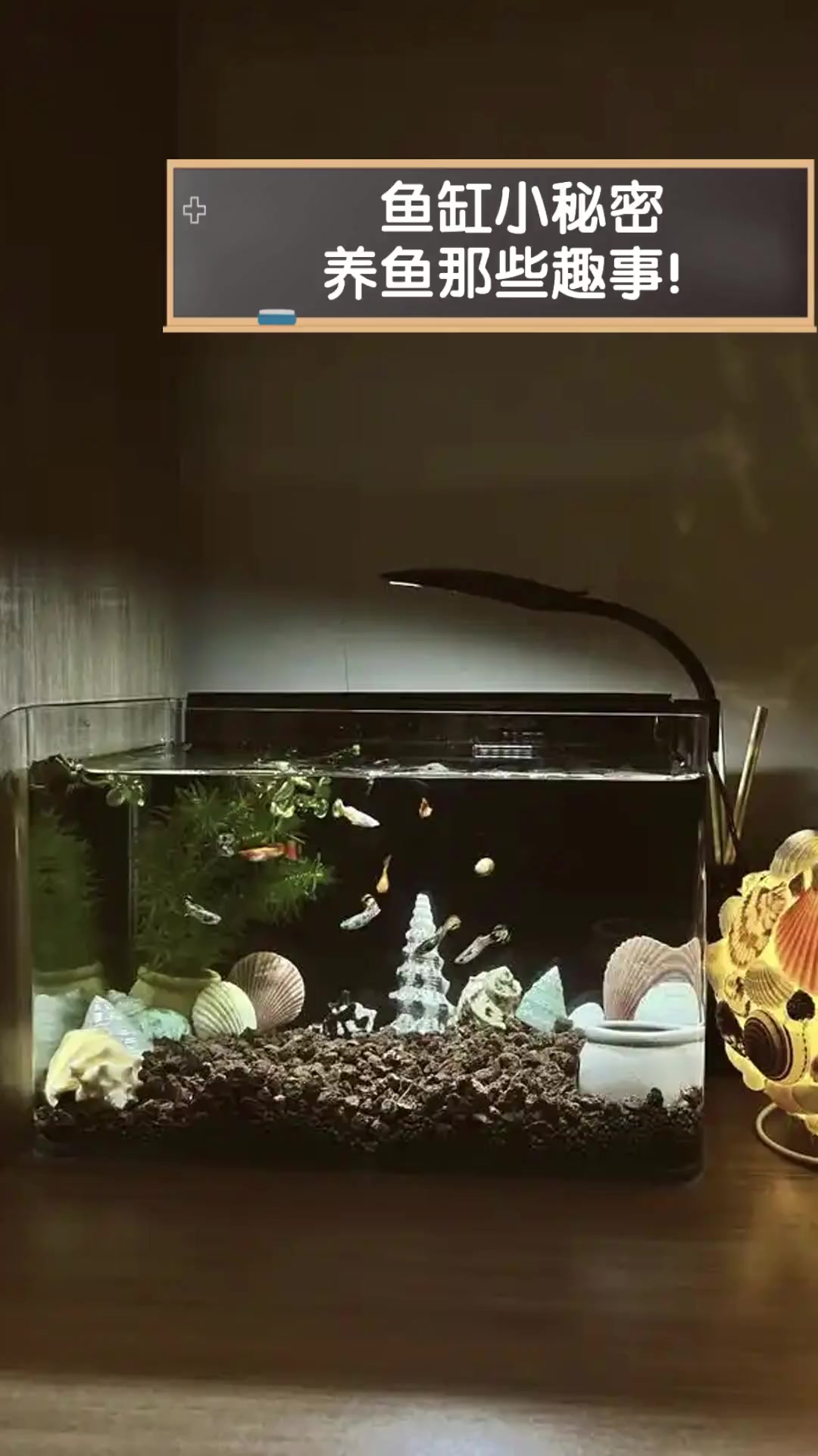鱼缸小秘密,养鱼那些趣事!