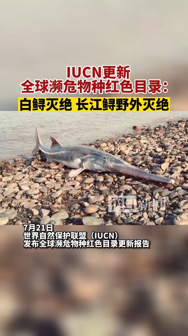长江白鲟被正式宣布灭绝「上一次发现长江白鲟是2003年」7月21日晚,在长江游弋了一亿五千