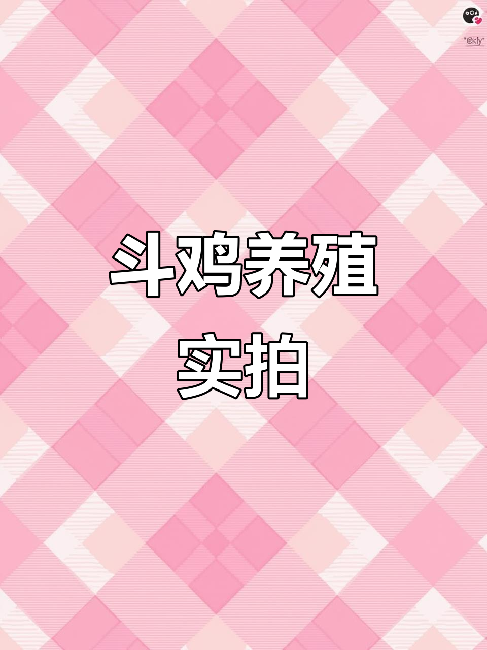 斗鸡养殖现场大揭秘,凹豪斗鸡的魅力与挑战