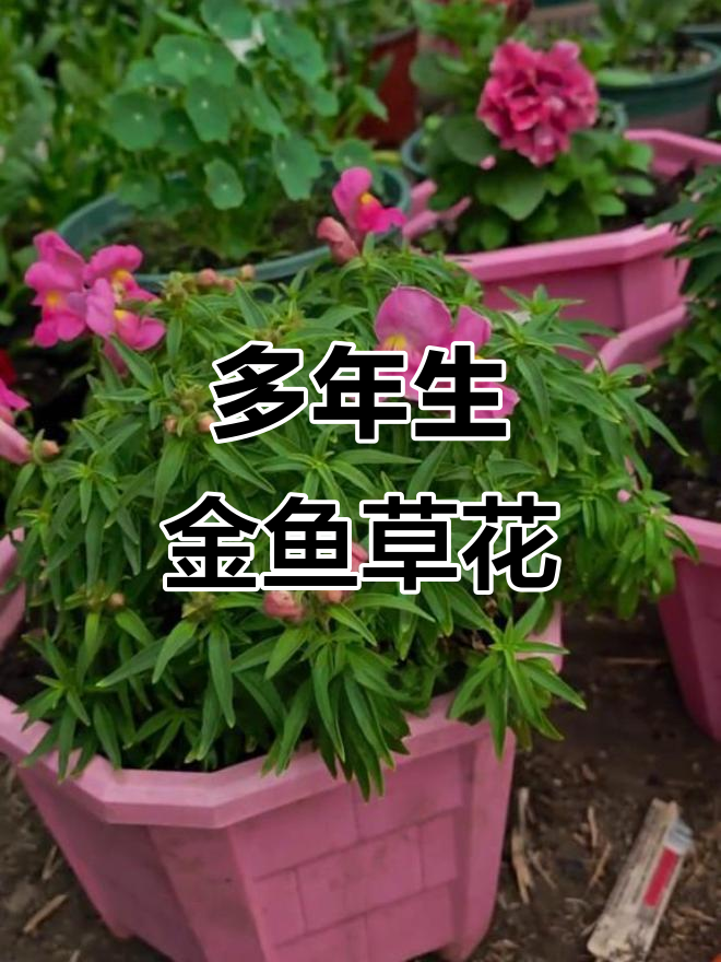 金鱼草老桩开花，冬季室内也能绽放美丽