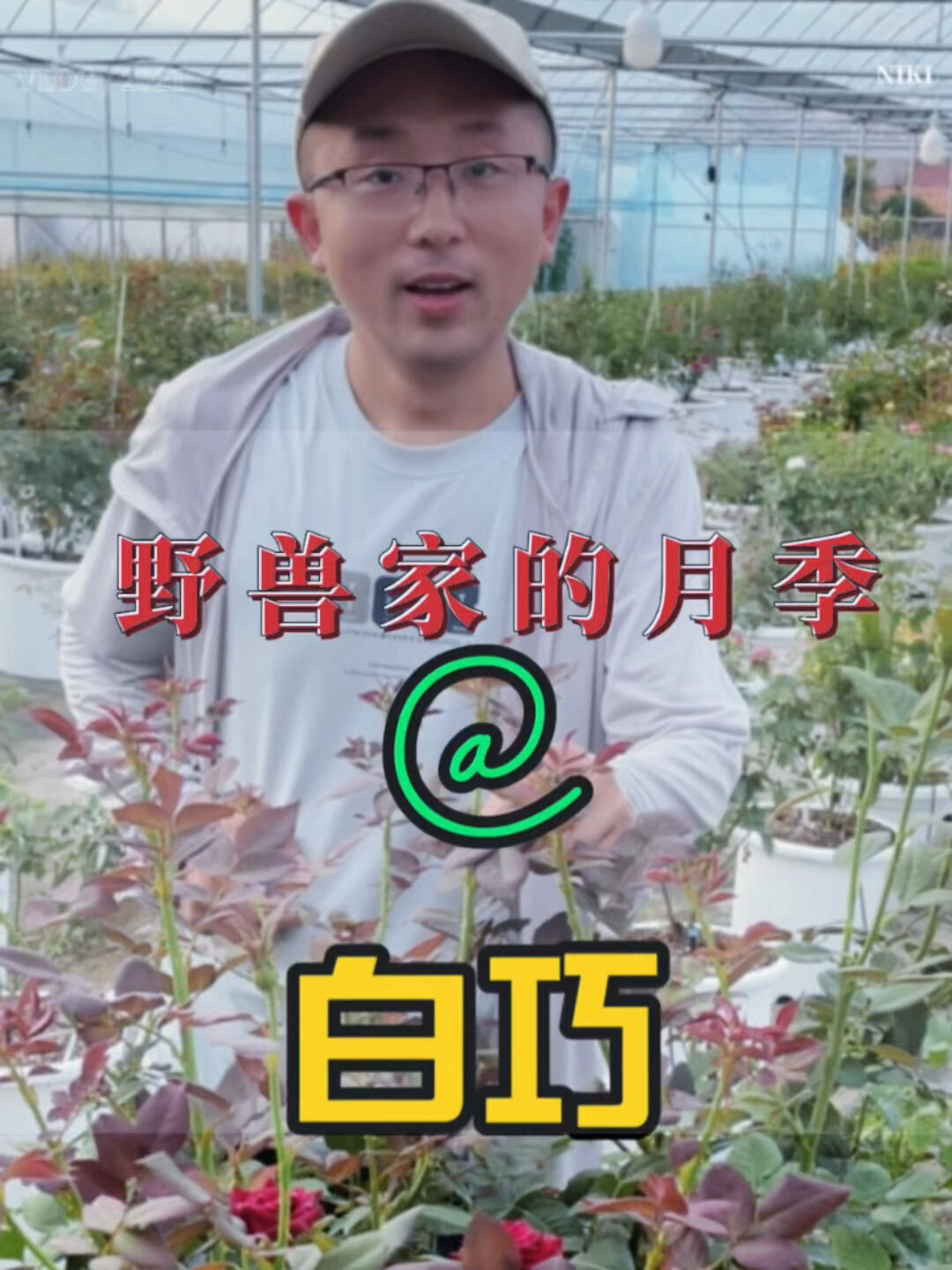 白巧月季